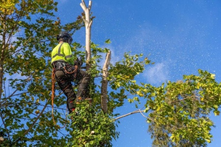 Abattage d'arbres &agrave; &Eacute;pargnes, les &eacute;tapes pour un retrait s&eacute;curis&eacute;